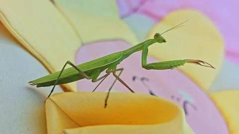 Green Praying Mantis Walks Across Colorful Foam Video stock 344010117