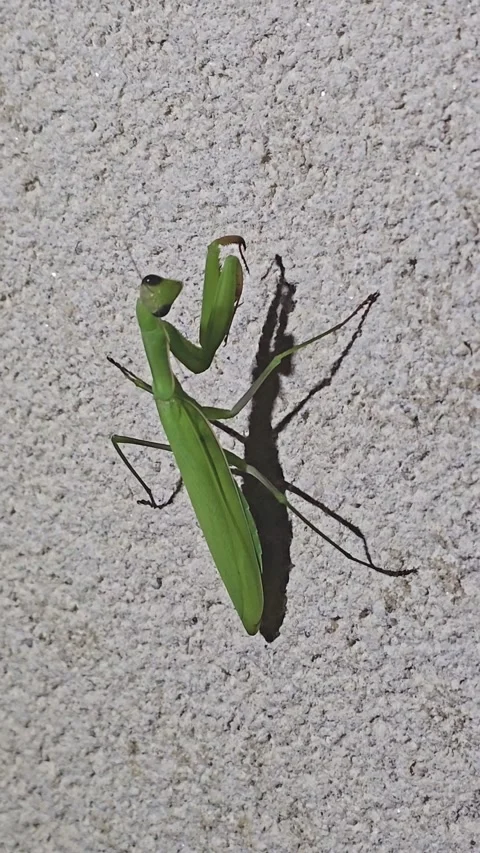 Green Praying Mantis On Wall Vertical Closeup Stock Footage 345558189