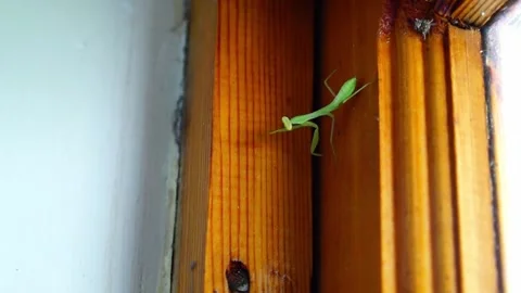 Green Predatory Insect - A praying mantis has seen a small jumping spider a.. Stock Footage 311661477