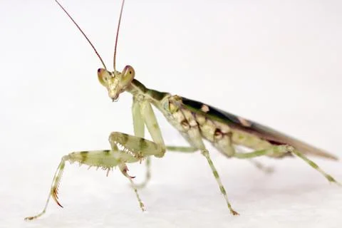 Green preying mantis Foto stock