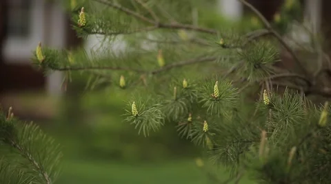 Green prickly branches Stock-Footage 55904852