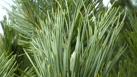 Green prickly branches of a fur-tree or pine Stock Footage 321241212