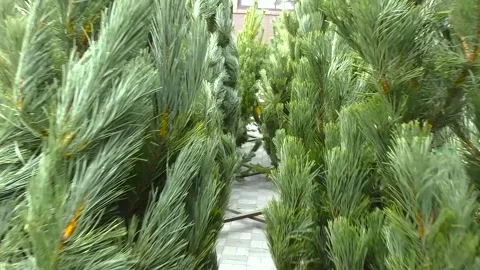 Green prickly branches of a fur-tree or pine Stock Footage 321241214