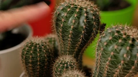 Green prickly cactus in pot on window. Woman takes care of domestic plants. Stock Footage 149489195