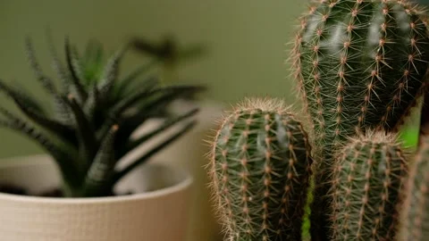 Green prickly cactus in pot on window. Woman takes care of domestic plants. Vídeos de archivo 149492633
