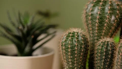 Green prickly cactus in pot on window. Woman takes care of domestic plants. Stock Footage 150021598