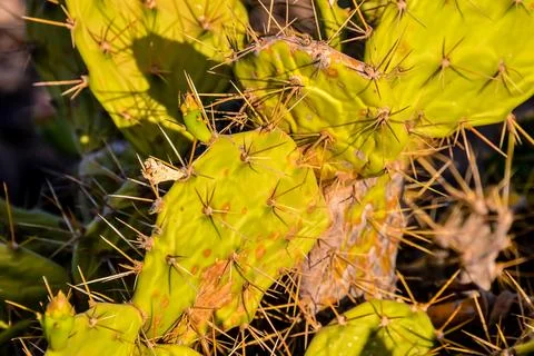 Green Prickly Pear Cactus Leaf Stock Photos