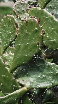 A green prickly pear cactus with sharp white spines and small reddish flower  Stock Photos