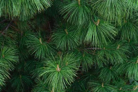Green prickly of pine tree branches background Stock Photos