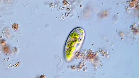 Green protozoa microorganism under microscopy view, 400x 動画素材 317886550
