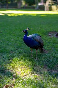 Green public park with large trees, lot of shadow, colourful peacocks birds.. Foto stock