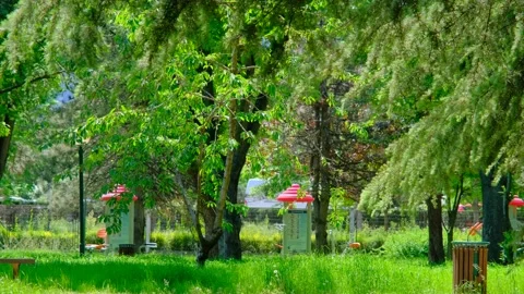 Green public park near the road Stock Footage