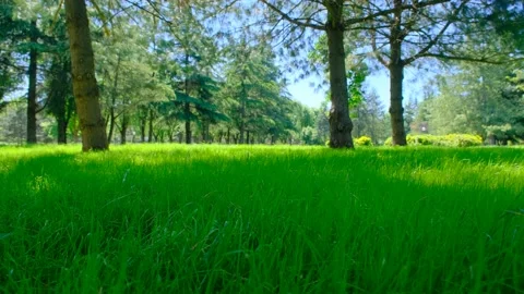 Green public park at spring time Stock Footage 195071888