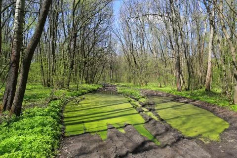 Green puddle in forest Stock Photos
