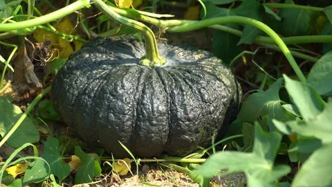 Green Pumpkin Stock Footage 128214438