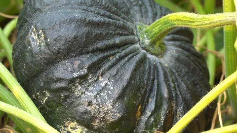 Green Pumpkin in garden Stock Footage 128214433