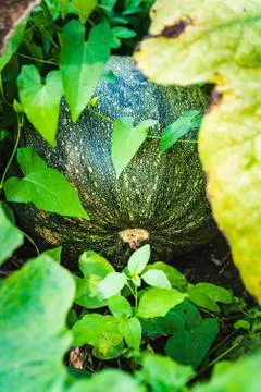 Green pumpkin growing on the vegetable patch in field. Stock Photos