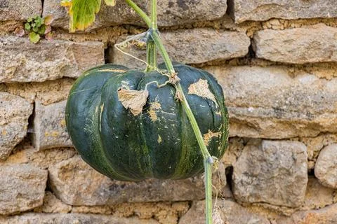 Green pumpkin hanging against a rustic stone wall, Yonne, Montral, France Stock Photos