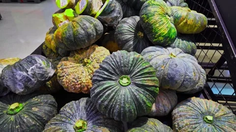 .The green pumpkin has a rough surface and a beautiful pattern. 스톡 동영상 257288895