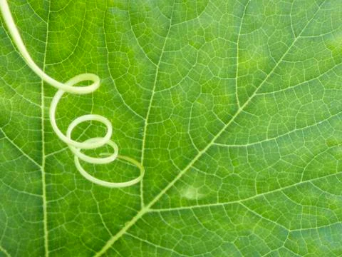Green pumpkin leaf background Stock Photos