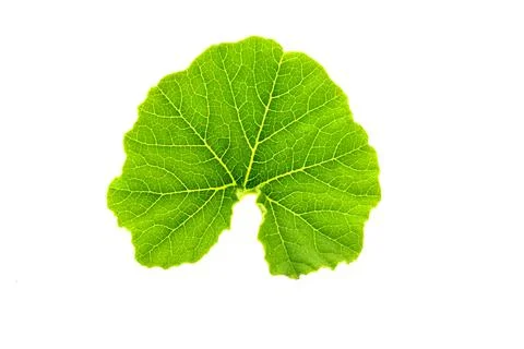 Green pumpkin leaf isolated on white background Stock-Fotos