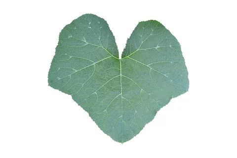 Green pumpkin leaf isolated on white background. Object with clipping path. Stock Photos