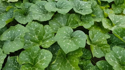 Green pumpkin leaves 스톡 동영상 91554155