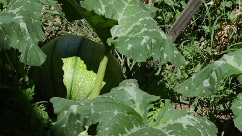 Green Pumpkin Left Frame Stock Footage 247662922