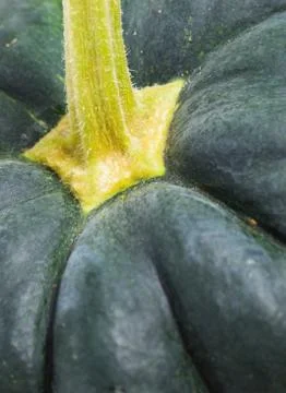 Green pumpkin macro Stock Photos