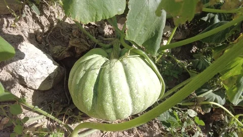 The green pumpkin is maturing day by day, taking its own color. Stock Footage 220022197
