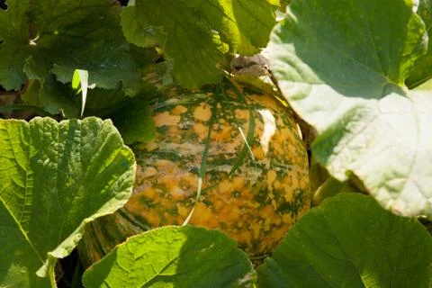 Green pumpkin Stock Photos