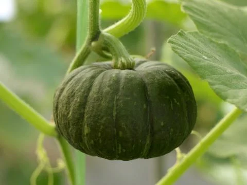 Green pumpkin Stock Photos