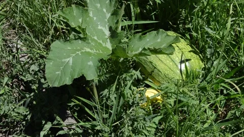 Green Pumpkin Right Frame Stock Footage 247662923