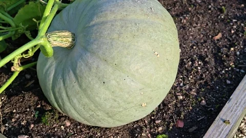 A green pumpkin sits on a patch of dirt, ideal for a still life or harvest-.. Vídeo Stock 346184398