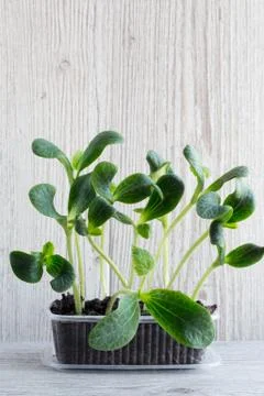 Green pumpkin sprouts Stock Photos