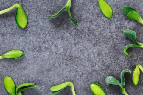 Green pumpkin sprouts 스톡 사진