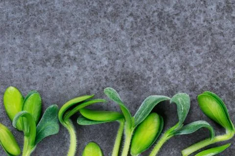 Green pumpkin sprouts Stock Photos