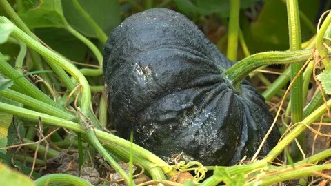 Green Pumpkin in  Thailand Stock Footage 128214432