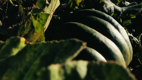 Green pumpking lying on the ground in the leaf lighted by bright sun light, Slow Vidéo 116465236