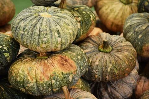 Green Pumpkins background Stock Photos