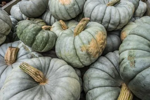 Green pumpkins closeup Stock Photos