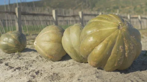 Green pumpkins lined up on the field Stock Footage 62450913