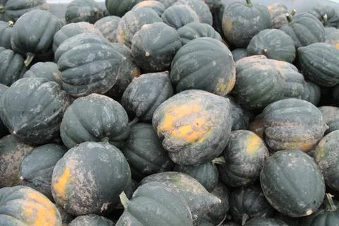 Green Pumpkins. Stock Photos