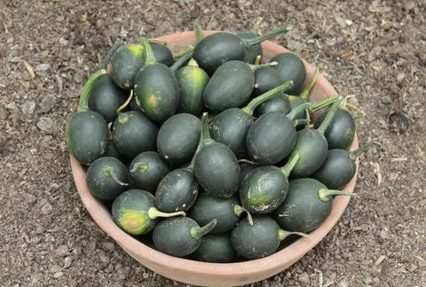 Green Pumpkins. Stock Photos