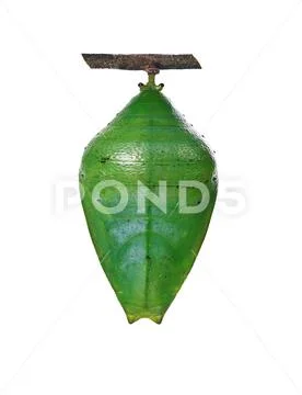 A green pupa of the forest pearl charaxes butterfly isolated on white background Stock Photos