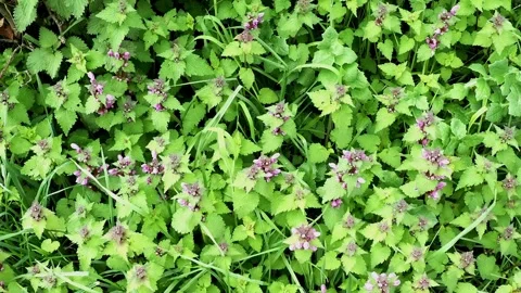 Green purple Dead-nettle in flower and is traditionally known as the ‘bumblebee Stockbeeldmateriaal 333299539