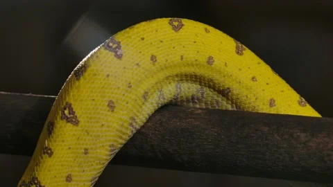 Green python body coiling around a branch slomo Video stock 170836748