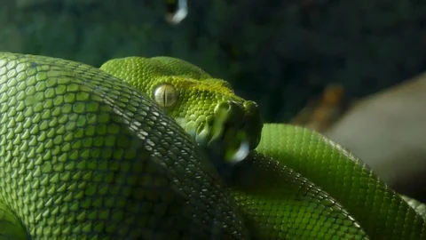 Green Python on a branch behind glass. Stock Footage 99075913