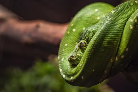 Green python on a branch close-up,python eye close up. Photos