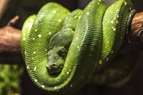 Green python on a branch close-up,python eye close up. 写真素材